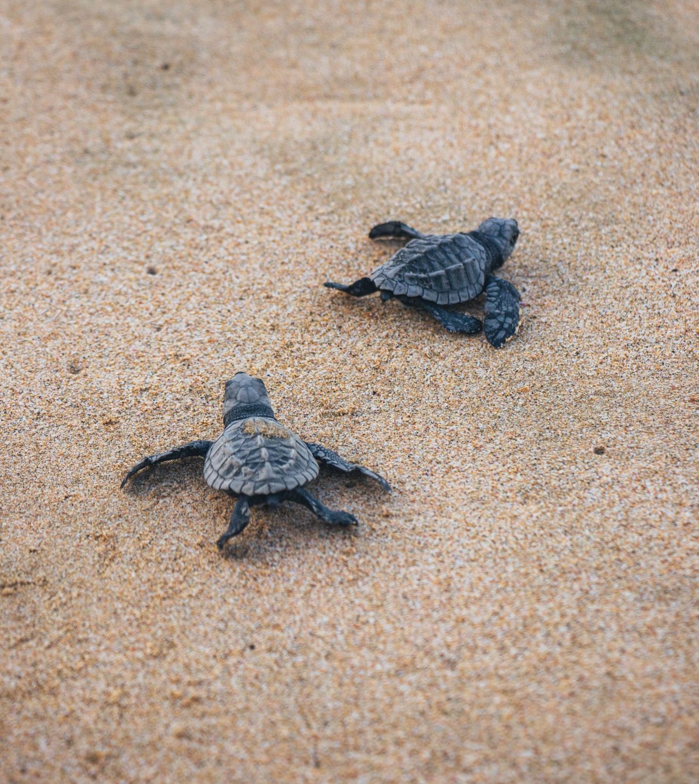 Turtle nesting