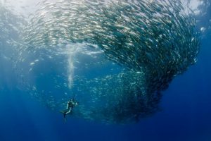 Cabo Pulmo, Baja California Sur