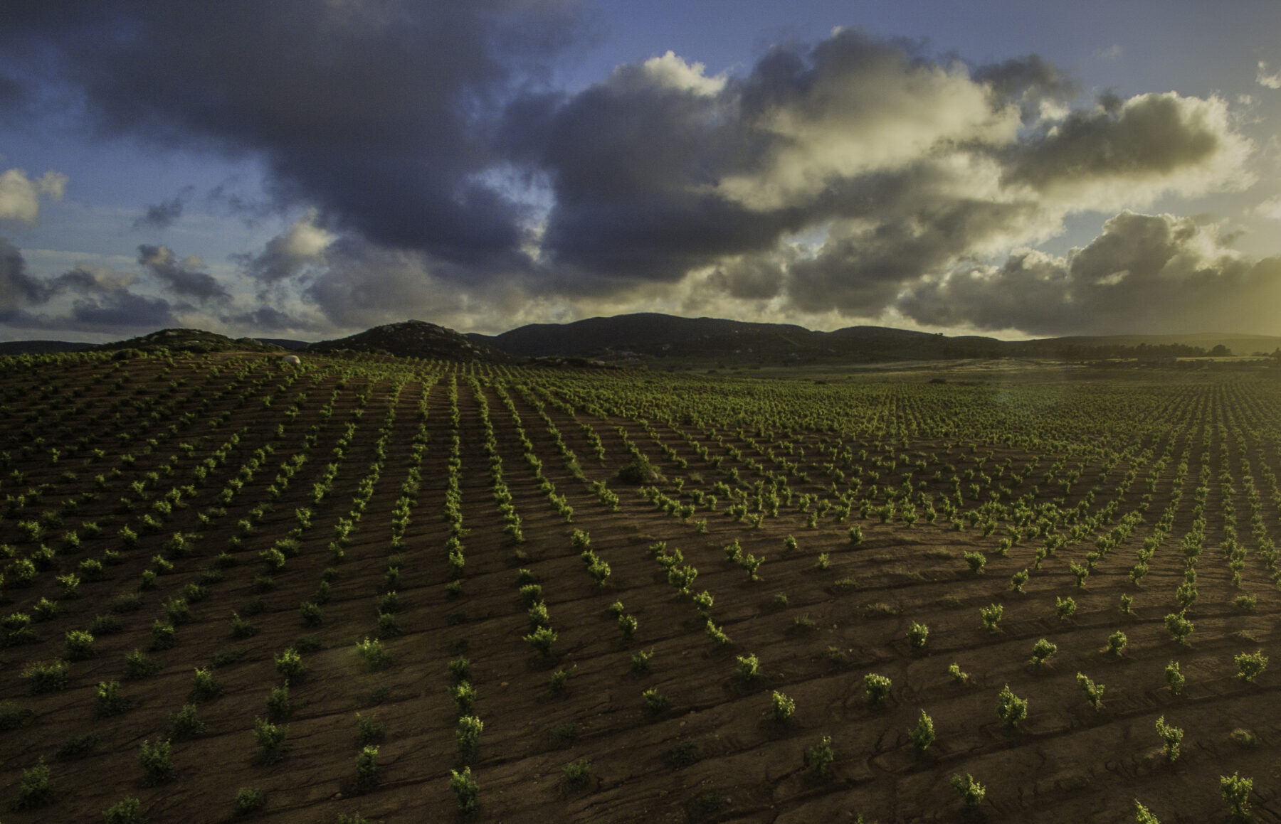 Viñedos, Valle de Guadalupe