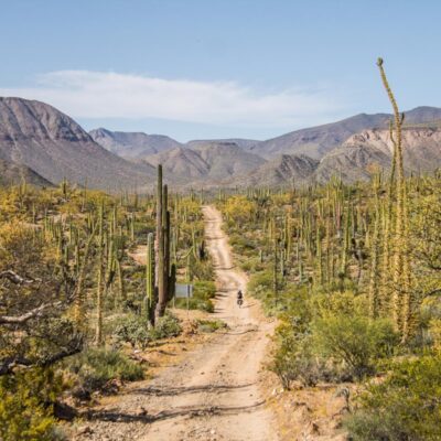 El Valle de los Cirios en Cataviña