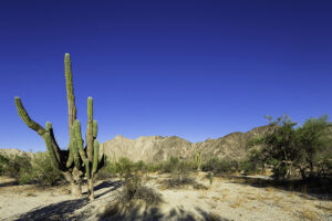 San_Felipe_BC_VALLE-DE-LOS-GIGANTES_FE_MD San_Felipe_BC_VALLE-DE-LOS-GIGANTES_FE_MD