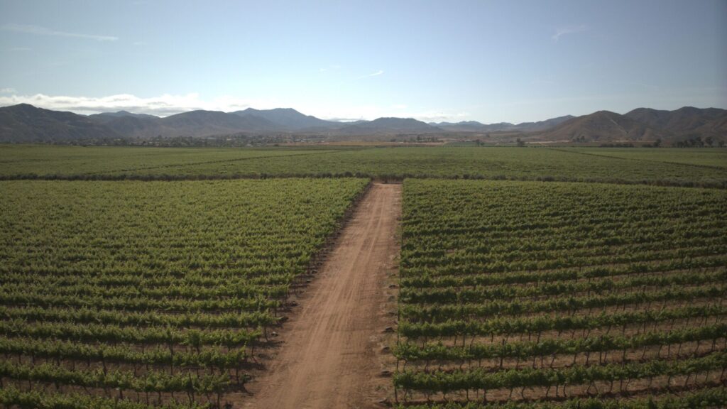 valle de guadalupe
